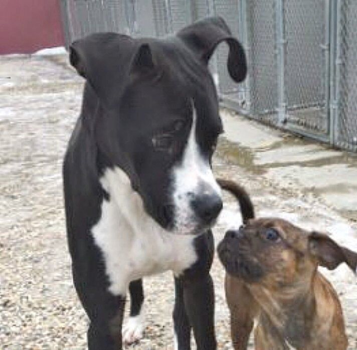 Need a spa day, play date or lodging for Spike or Socks?